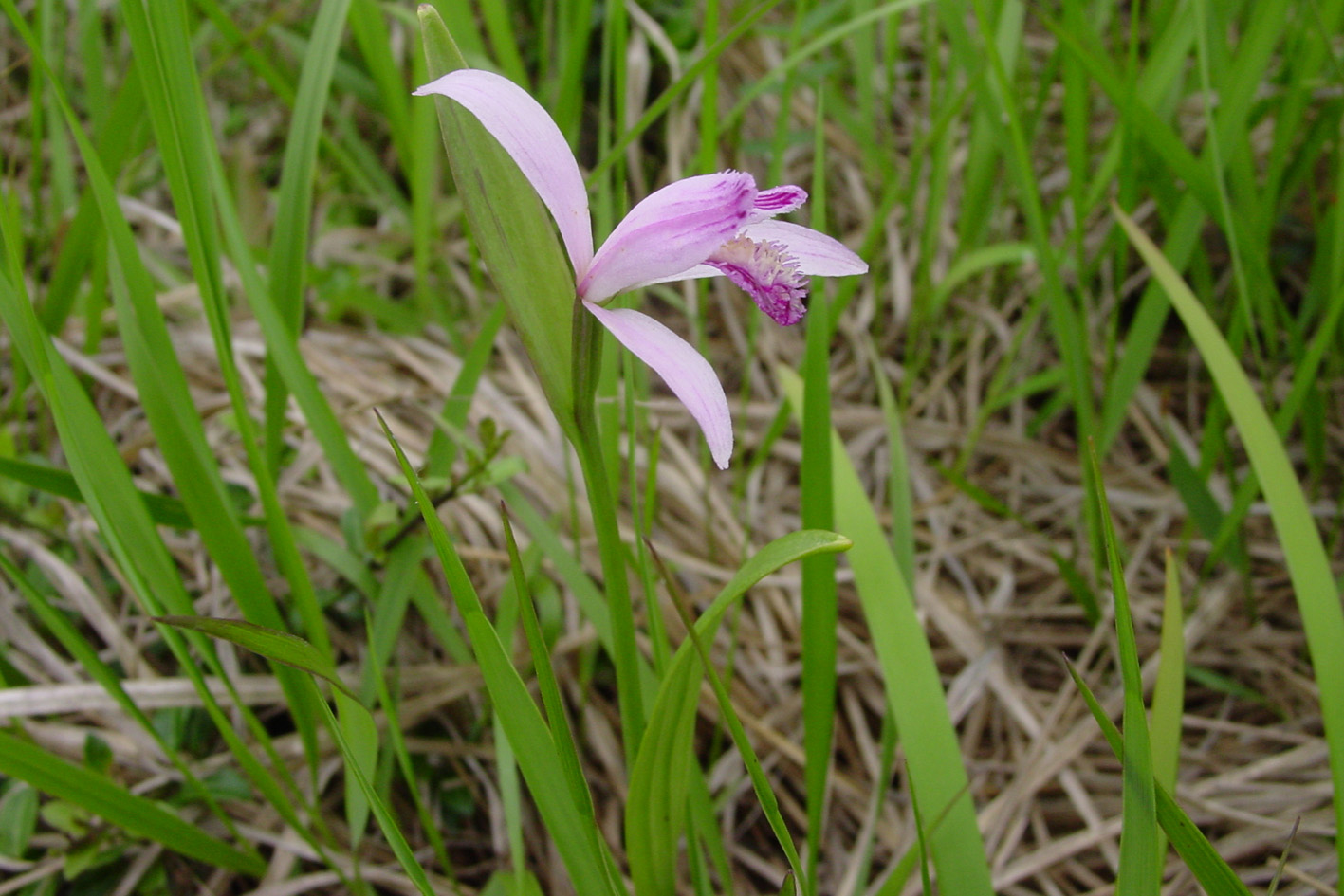 トキソウの画像