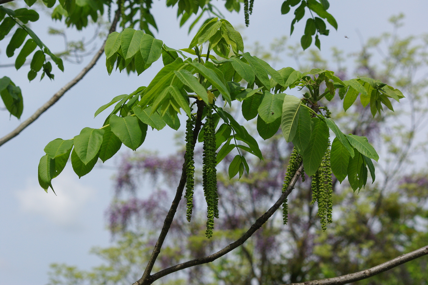 オニグルミ（雄花）の画像