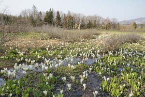 あやめ沢湿原の水芭蕉群落 あやめ沢湿原の水芭蕉群落