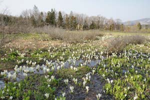 あやめ沢湿原の水芭蕉群落