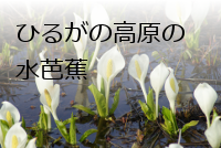 ひるがの高原の水芭蕉