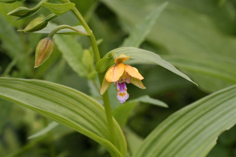 カキラン