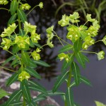 ハクサンタイゲキ（2008/5/30 ひるがの湿原植物園）