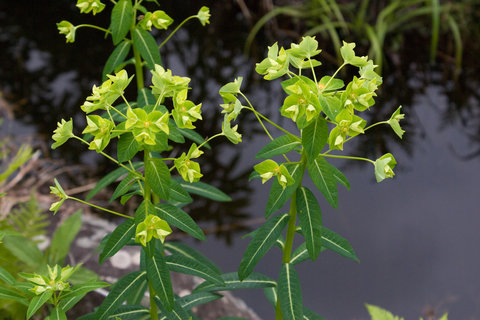 ハクサンタイゲキ（2008/5/30 ひるがの湿原植物園）